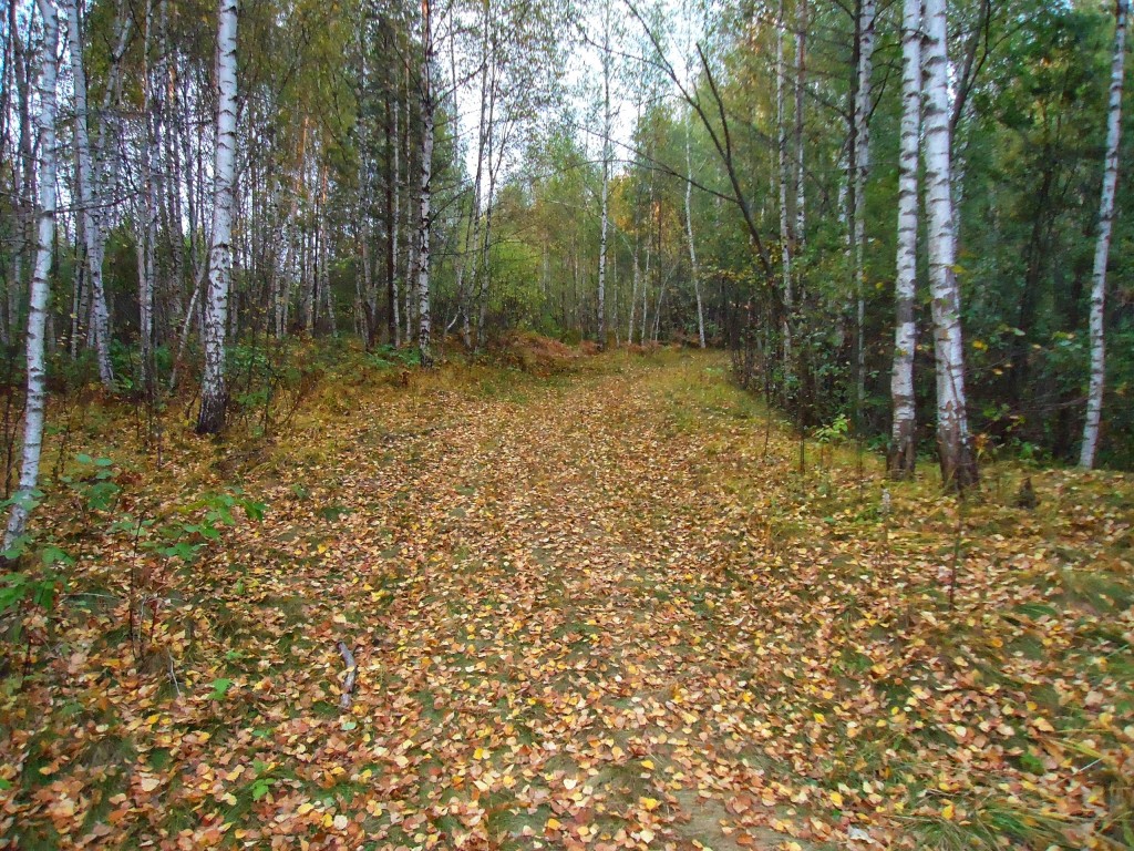 Осенний лес под Владимиром 10
