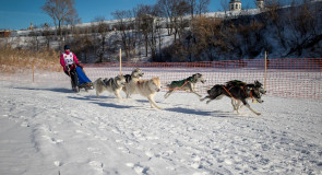 2019_02_23 Суздаль — гонки на собаках