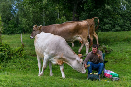 Коровы в Спас-Купалище