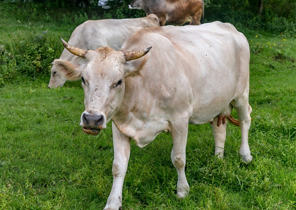 Коровы в Спас-Купалище 08