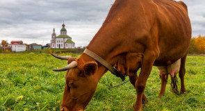 Суздаль осенью расцвел