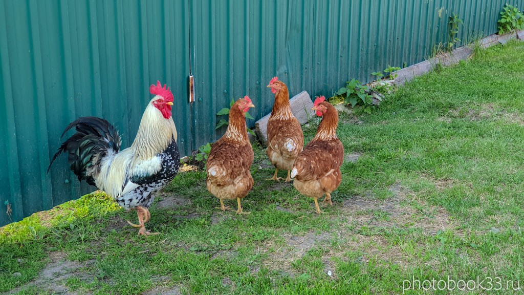 25 Домашние курицы в селе Ляхи