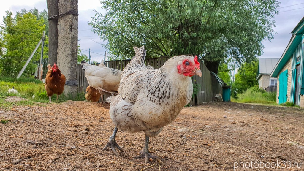 25 Курицы в селе Тургенево