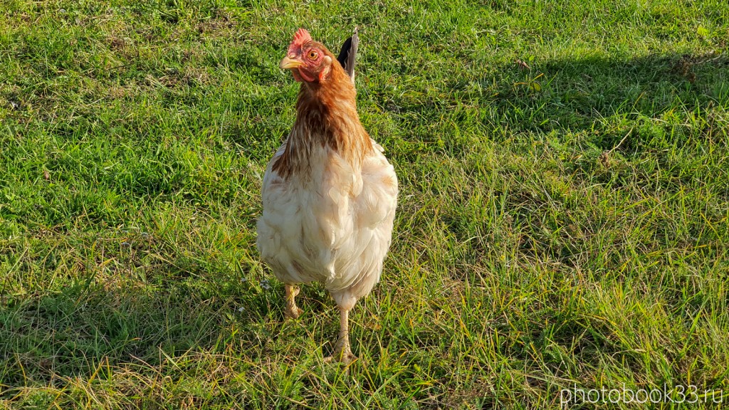 23 Курица из села Стригино, Муромский район