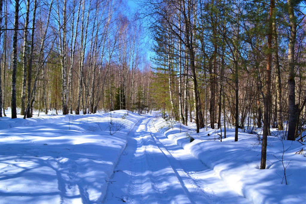 Лесные стёжки-дорожки в марте д. Н. Занинка Судогодского района 10